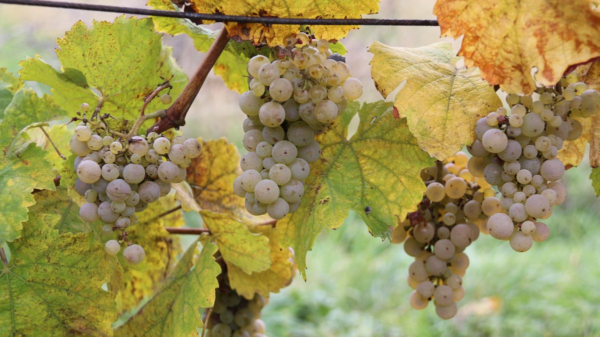 Vinaři vyčíslili škody způsobené mrazem na 2,1 miliardy